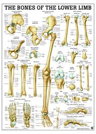 bones of lower limb laminated anatomy chart