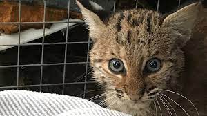 New Baby Bobcat Youtube