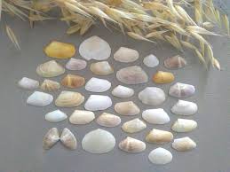 Pin On Beach Finds Decoration Supplies