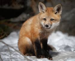 365 Days Fox Marathon Day 312 Vlad Kamenski Photography Animal Photography Animals Fox