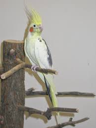 Bird And Pet Clinic Of Roseville Cockatiel Pied Pet Birds Cockatiel Bird Feathers