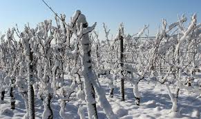 Поставьте глаголы 3 группы в настоящем времени. L Effet Du Gel Sur La Vigne