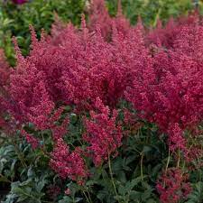 Astilbe Montgomery Garden Crossings White Flowering Plants Shade Loving Perennials Perennials