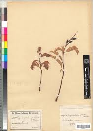 Image result for Cryptosepalum maraviense