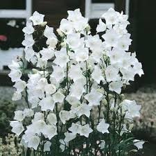 Campanula Seeds 9 Bellflowers Perennial Flower Seeds White Bell Flowers Flower Seeds Flowers Perennials