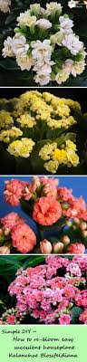Kalanchoe Blossfeldiana Care Reblooming The Succulent Eclectic Kalanchoe Blossfeldiana Flowering Succulents Indoor Flowering Plants