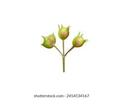 Image result for Oldenlandia hockii