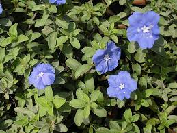 Discover short videos related to evolvulus blue eyes on tiktok. Evolvulus Glomeratus Cultivated Efloraofindia