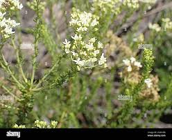 Image result for Selago coerulea