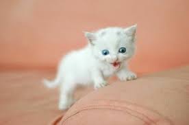 Since newborn baby kittens are incapable of doing much independently, you won't be surprised to hear that passing urine and poo is something else they need mom's help with at first. 50 Incredibly Cute Baby Animal Pictures Around The World Newborn Animals Baby Animals Funny Baby Animals Pictures