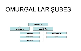 Omurgali Hayvanlarin Siniflandirilmasi 9 Sinif Biyoloji Canli Alemlerinin Siniflandirilmasi Sunusu 2019 2020