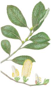 Image result for Salicaceae