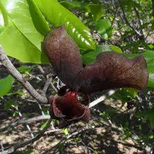 Image result for Monodora junodii