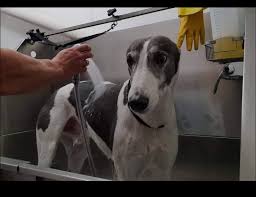 6175 valley dr., bettendorf ia 52722. Posh Pooches By Cheryl Home Facebook