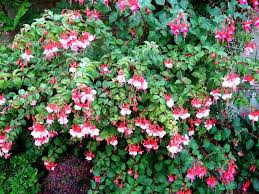 Produse constructii acoperisuri si hidroizolatii finisaje si amenajari interioare decoratiuni electrice scule si unelte curte si gradina instalatii termice si sanitare gresie si faianta mobila bucatarie baie libraria diy inspiratie. Flori Care Cresc La UmbrÄƒ Specii Ornamentale In SpaÅ£iile Umbrite Din GradinÄƒ Epoch Times Romania