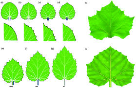 Image result for leaf margin entire