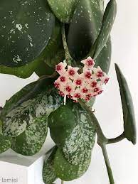 Pin On Indoor Garden