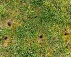 Maybe you would like to learn more about one of these? How To Get Rid Of Voles Garden Design