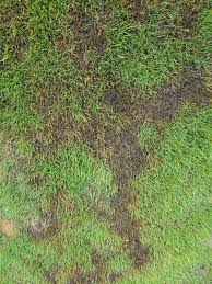 Fertilize only when needed and water in the morning after all dew has dried. Help Weird Darkening Spots On Zeon Zoysia Lawnsite Is The Largest And Most Active Online Forum Serving Green Industry Professionals