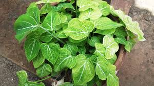 Image result for Caladium