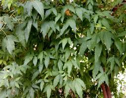 Image result for Smodingium