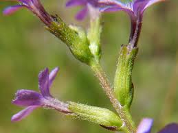 Image result for Buchnera affinis