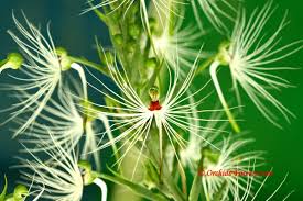 Image result for Habenaria cirrhata