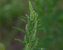 Image result for Dysphania procera