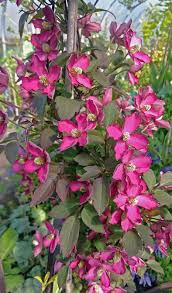 Flowers abundantly on previous year's growth. The Garden Of Eaden January 2021