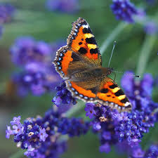 The delicate, pink flowers are a treat for butterflies, as well as bees. Best Plants For Butterflies Birds And Bees Wildlife