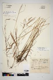 Image result for Andropogon fastigiatus