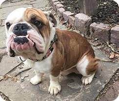 Our british bulldog for sale are clean. Newtown Pa English Bulldog Meet Meaty A Dog For Adoption Bulldog Dog Adoption English Bulldog
