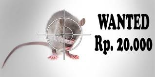 Seekor tikus kecil terjebak dalam perangkap. 4 Tips Menangkap Tikus Dengan Cepat Dan Mudah Merdeka Com