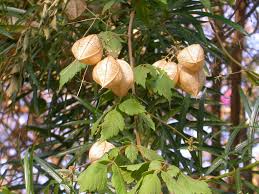 Image result for Cardiospermum grandiflorum