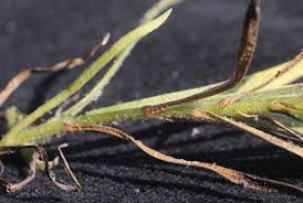 Image result for Nicolasia stenoptera