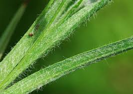 Image result for Hypoxis subspicata