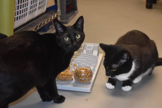 Meet Rose – Available for Adoption! 🌹 Rose was adopted but has found her  way back to us. As the mom of the Bridgeton kittens, this sweet, polydactyl  girl is ready for