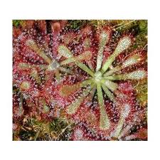Image result for Drosera natalensis