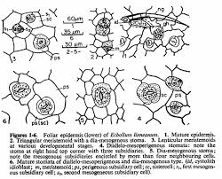 Image result for Ecbolium hastatum