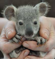 These tiny mammals hover like hummingbirds and like all bats prefer caves and love feasting on insects. Endangered Cute Animals Photos Capture The Babies Of Under Threat Species Daily Mail Online