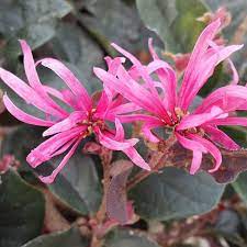 Chinese Fringe Flower Loropetalum Chinense Flowering Shrubs Flowering Shrubs Plants Yellow Flowering Plants