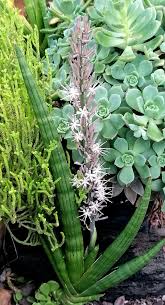 Image result for Sansevieria pearsonii