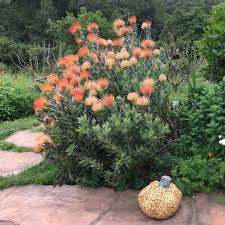 Image result for Leucospermum