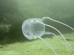 The jellyfish live no more than twelve months and float through the water. Facts The Box Jellyfish Youtube