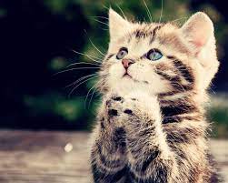 Bahkan mungkin kamu akan senyum senyum sendirian saat melihat wallpaper kucing yang 10 gambar kucing lucu wallpaper iphone dan android memilih wallpaper hp memang harus sesuai selera. Kucing Comel Hd 81021 Nama Untuk Kucing Comel Lucu Dan Unik