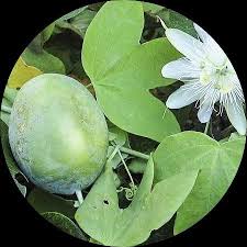 Image result for Passiflora subpeltata