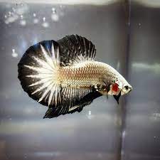 Live betta fish red dragon halfmoon male de108!!! My Platinum Dragon Fish