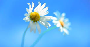 3d Flower Windows 8 Hd Wallpapers For Your Pc Desktop Wallsev Com Download Free Hd Wallpapers Windows Wallpaper Daisy Wallpaper Wallpaper Dekstop