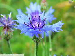 Medicinal Herbs Cornflower Centaurea Cyanus