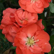 In warm and rainy years, however, the leaves may succumb to a fungus that spreads by splashing water and causes leaf spot and possible defoliation by late summer. Flowering Quince For Early Spring Blooms
